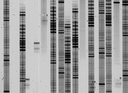 ccd_f.gif
